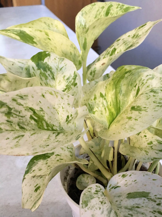 Epipremnum Aureum Snow Queen Plant or Golden Pothos, Money plant, Devil s Vine , Devil s Ivy with Green splash on White coloured leaves