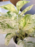 Epipremnum Aureum Snow Queen Plant or Golden Pothos, Money plant, Devil s Vine , Devil s Ivy with Green splash on White coloured leaves