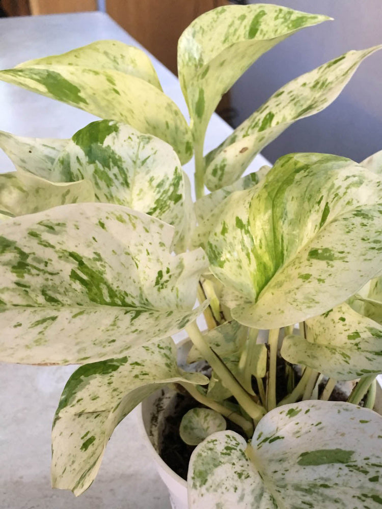 Epipremnum Aureum Snow Queen Plant or Golden Pothos, Money plant, Devil s Vine , Devil s Ivy with Green splash on White coloured leaves