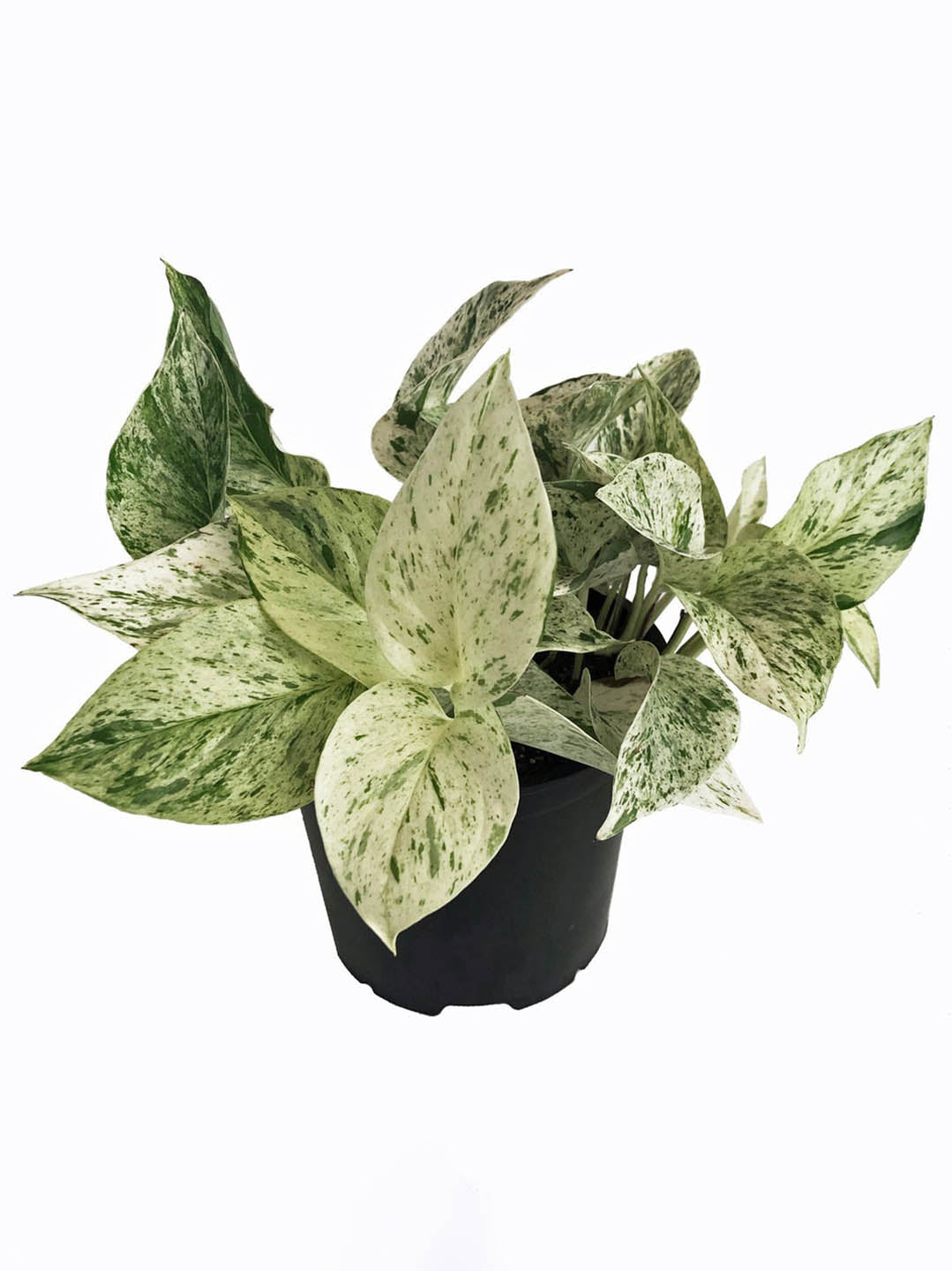 Epipremnum Aureum Snow Queen