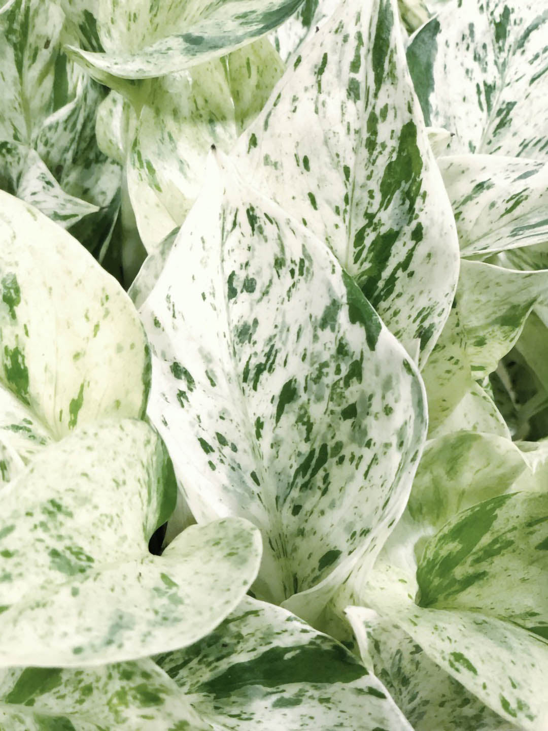 snow goddess pothos Snow Queen Pothos Money Plant – Potclay