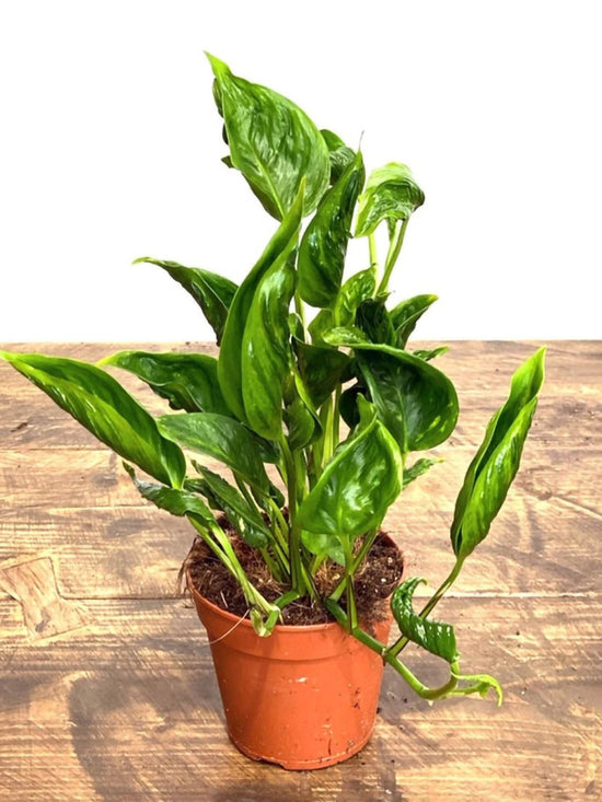 Epipremnum Shangri La Plant or Sleeping Pothos with Green coloured leaves