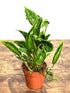 Epipremnum Shangri La Plant or Sleeping Pothos with Green coloured leaves