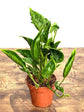 Epipremnum Shangri La Plant or Sleeping Pothos with Green coloured leaves