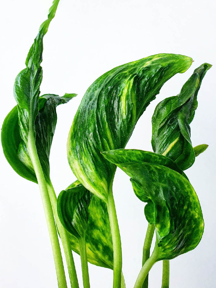 Epipremnum Shangri La 