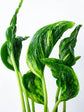 Epipremnum Shangri La 