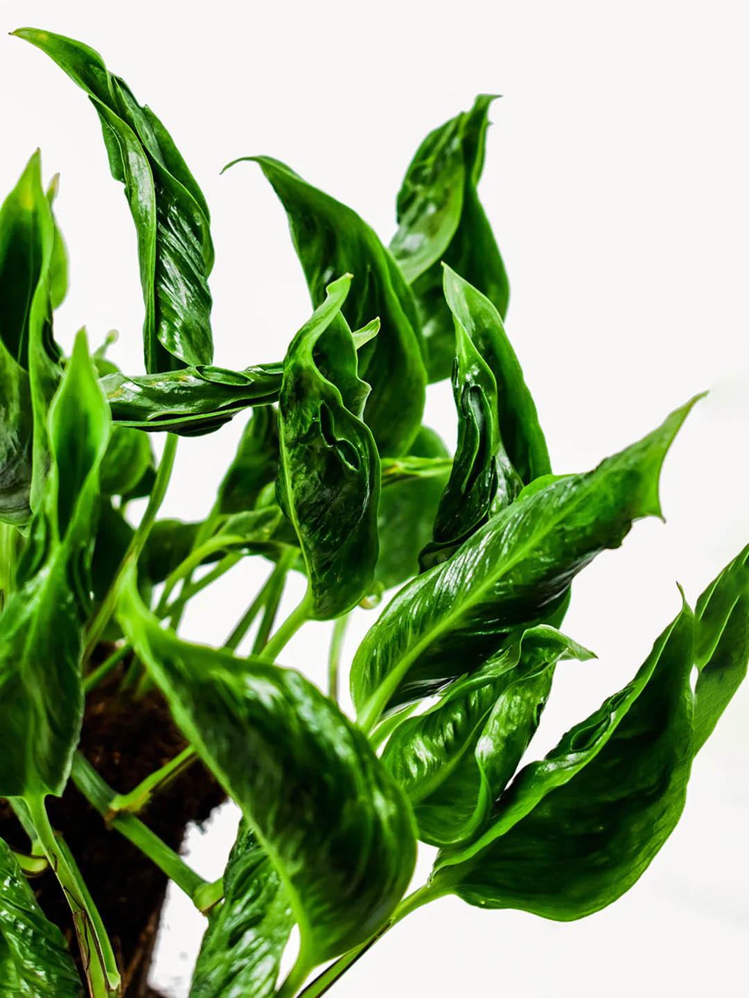 Epipremnum Shangri La 