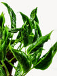 Epipremnum Shangri La 
