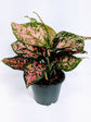 Aglaonema Pink Dalmatian Plant or Aglaonema Pink Beauty Plant,Aglaonema Dud Anyamanee with Dark Green spotted in pink coloured leaves
