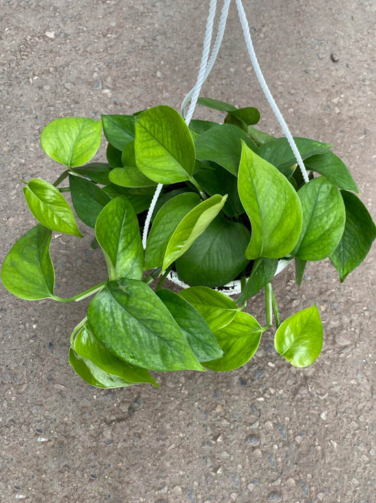 Epipremnum Aureum Jade Plant or Golden Pothos, Money plant, Devil s Vine, Devil s Ivy with Green coloured leaves