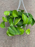 Epipremnum Aureum Jade Plant or Golden Pothos, Money plant, Devil s Vine, Devil s Ivy with Green coloured leaves