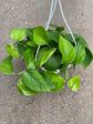 Epipremnum Aureum Jade Plant or Golden Pothos, Money plant, Devil s Vine, Devil s Ivy with Green coloured leaves