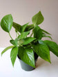 Epipremnum Aureum Jade 