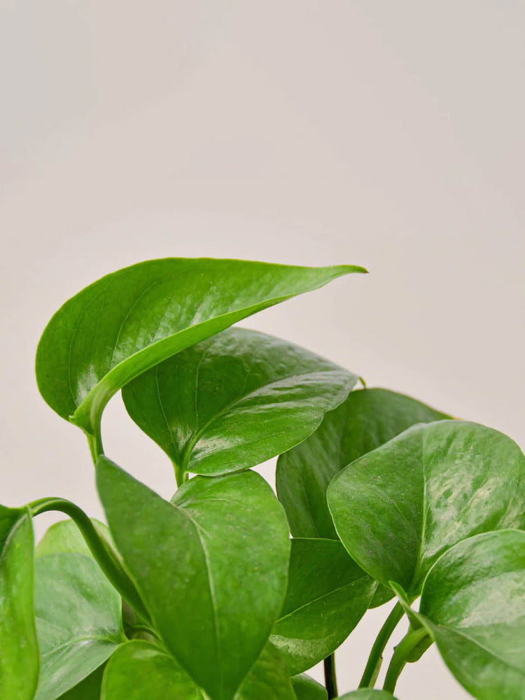 Epipremnum Aureum Jade 