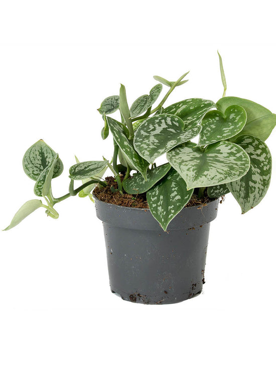 Epipremnum Aureum Argyraeus Plant or Money plant, Devil s Vine , Devil s Ivy with Silvery Green coloured leaves