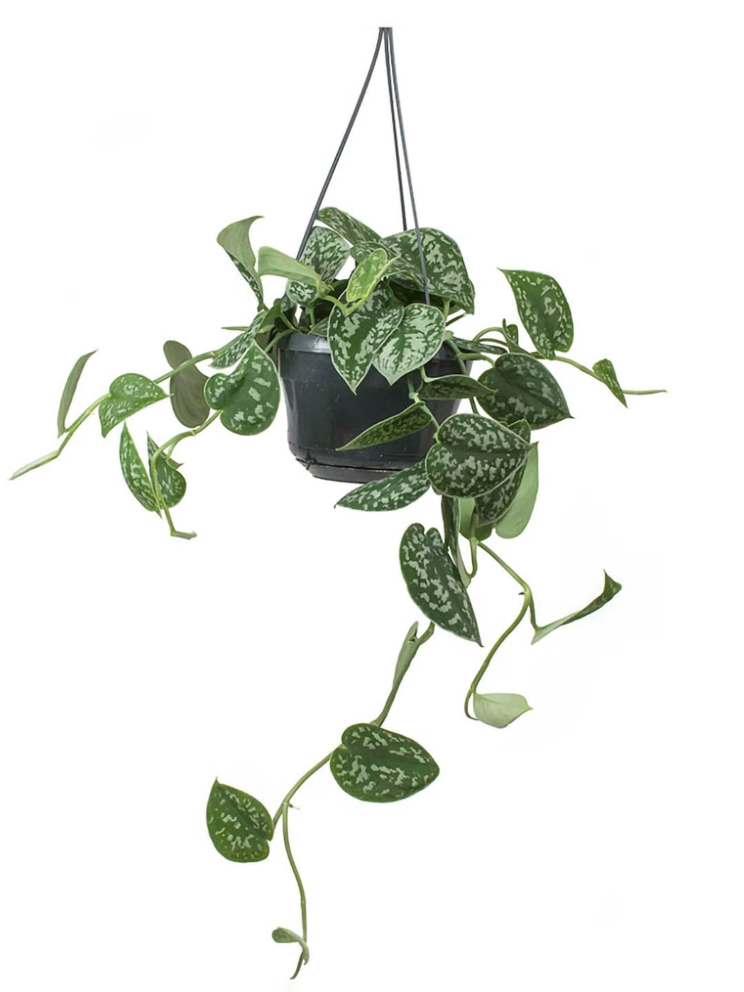 Epipremnum Aureum Argyraeus 