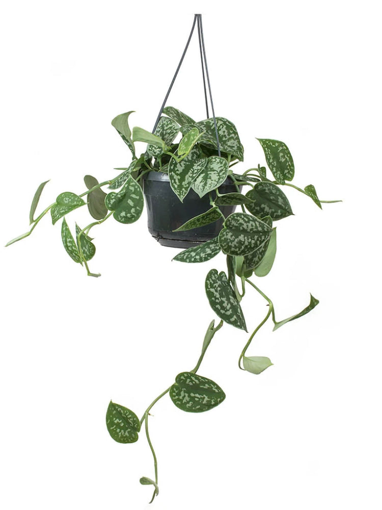 Epipremnum Aureum Argyraeus 