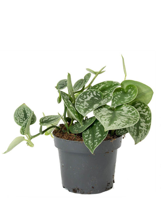 Epipremnum Aureum Satin Plant or Satin Pothos, Silver Vine,Money plant, Devil s Vine , Devil s Ivy with Green, Silver/White coloured leaves