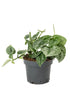 Epipremnum Aureum Satin Plant or Satin Pothos, Silver Vine,Money plant, Devil s Vine , Devil s Ivy with Green, Silver/White coloured leaves