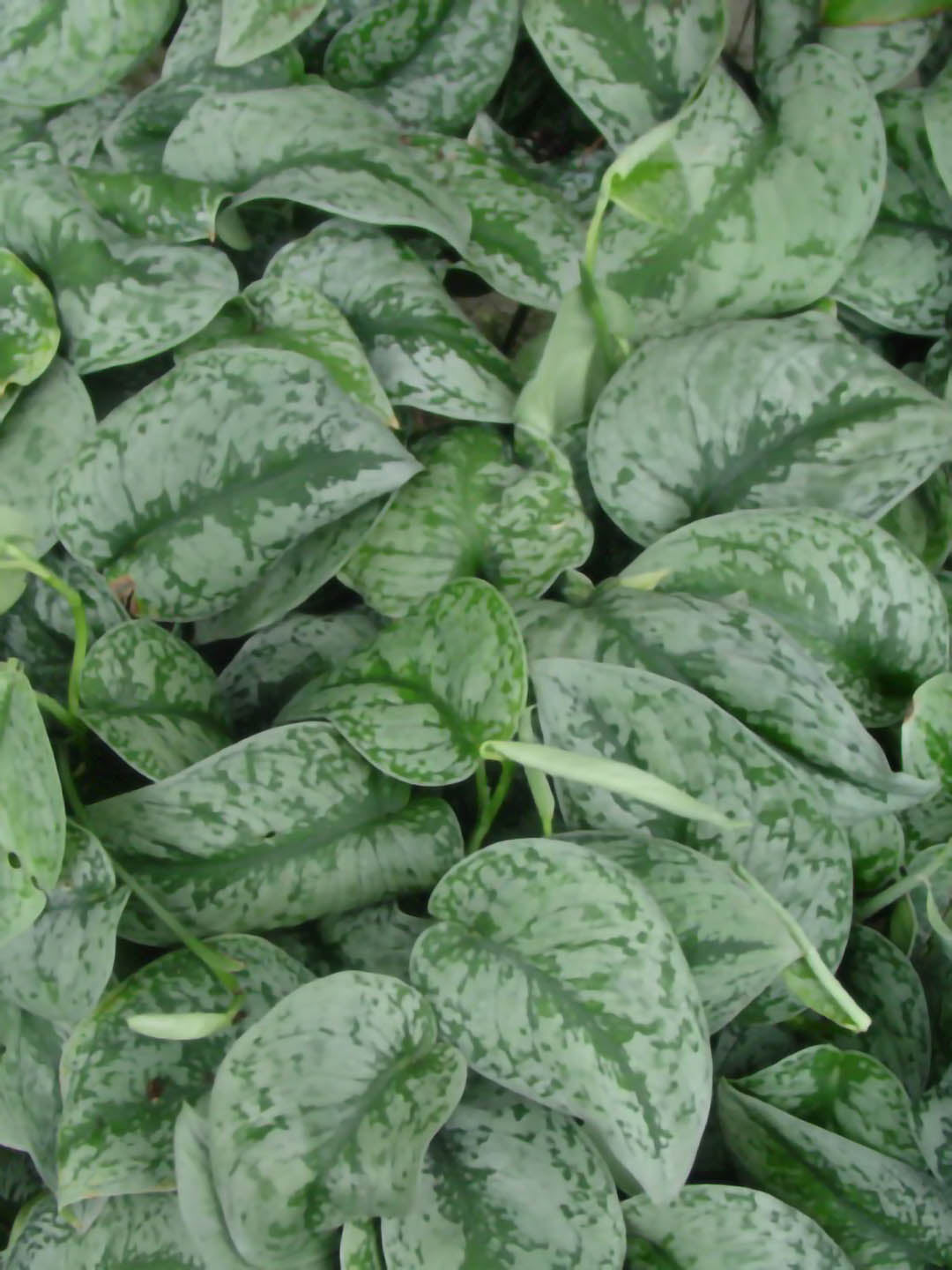 Epipremnum Aureum Satin 