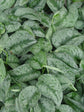 Epipremnum Aureum Satin 