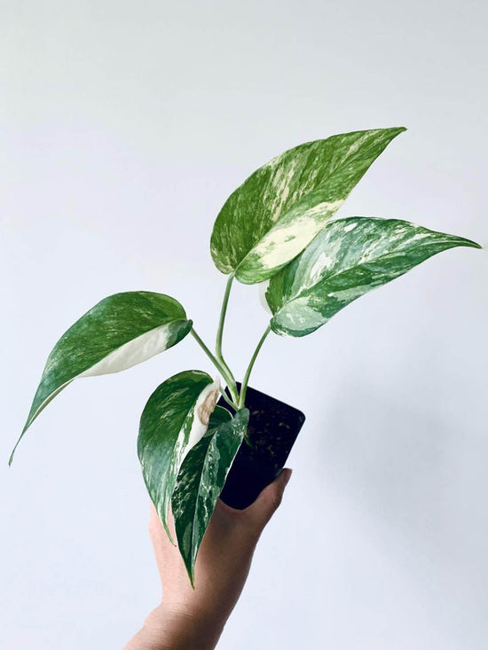 Epipremnum Pinnatum Albo Plant or Centipede Tongavine, Dragon-Tail Palnt,Money plant, Devil s Vine , Devil s Ivy with White, Cream, Yellow, Green coloured leaves