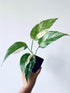 Epipremnum Pinnatum Albo Plant or Centipede Tongavine, Dragon-Tail Palnt,Money plant, Devil s Vine , Devil s Ivy with White, Cream, Yellow, Green coloured leaves