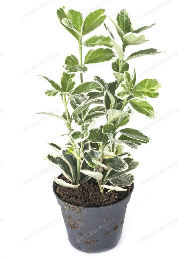 Euonymus Japonicus Kathy Plant or Evergreen spindle, Japanese spindle with Cream White Border on Green coloured leaves and White coloured flower 