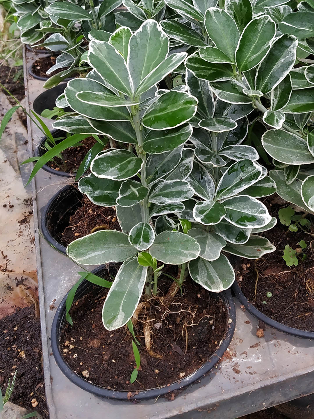 Euonymus Japonicus Kathy 