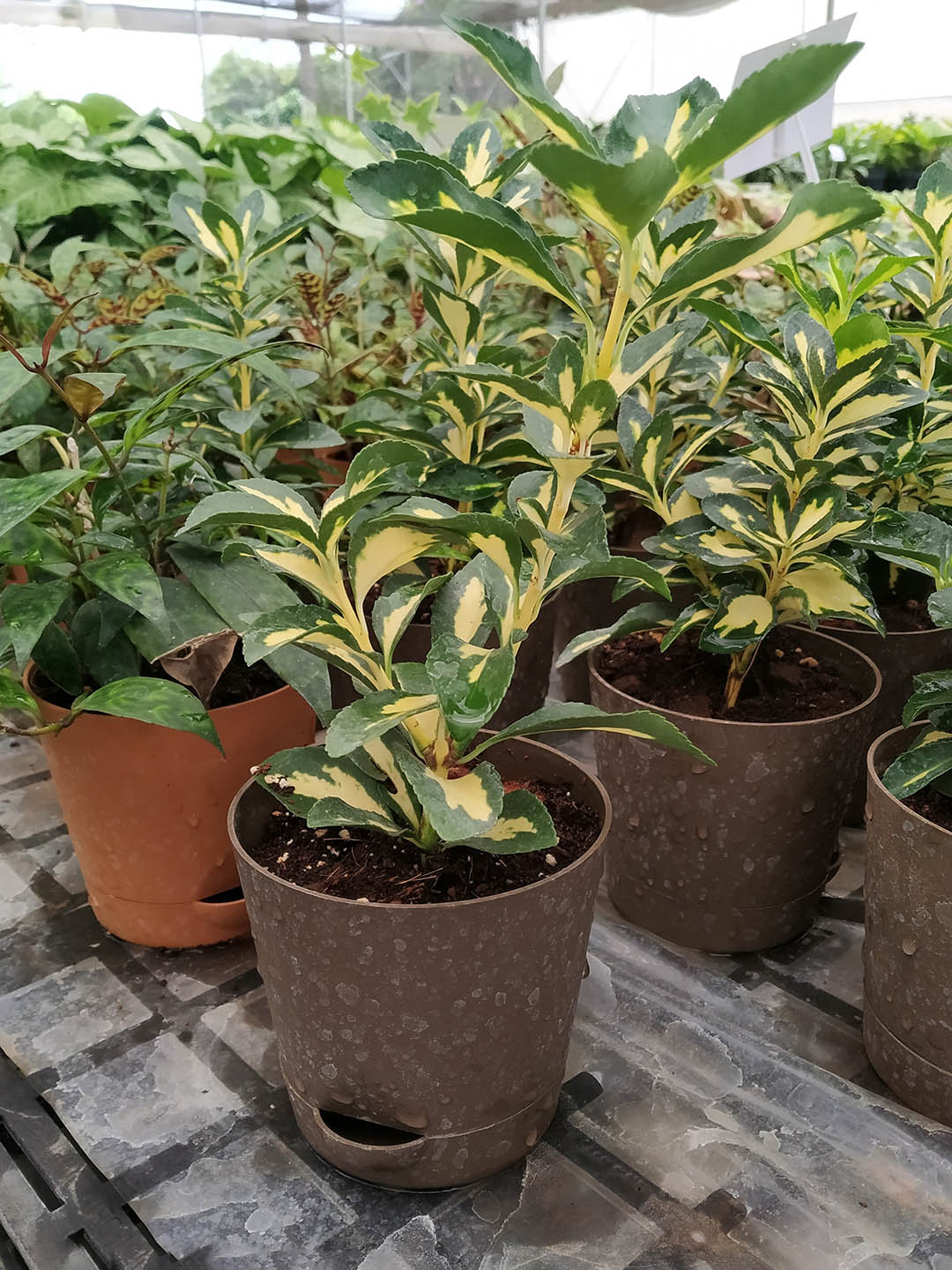 Euonymus Japonicus Golden Maiden Plant or Evergreen spindle, Japanese spindle with Yellow and Green Patches coloured leaves and White coloured flower 