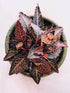 Euphorbia Francoisii Brown Sugar Plant or Euphorbia with Purple Vein on Green coloured leaves and Brown coloured flower 