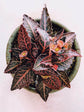 Euphorbia Francoisii Brown Sugar Plant or Euphorbia with Purple Vein on Green coloured leaves and Brown coloured flower 