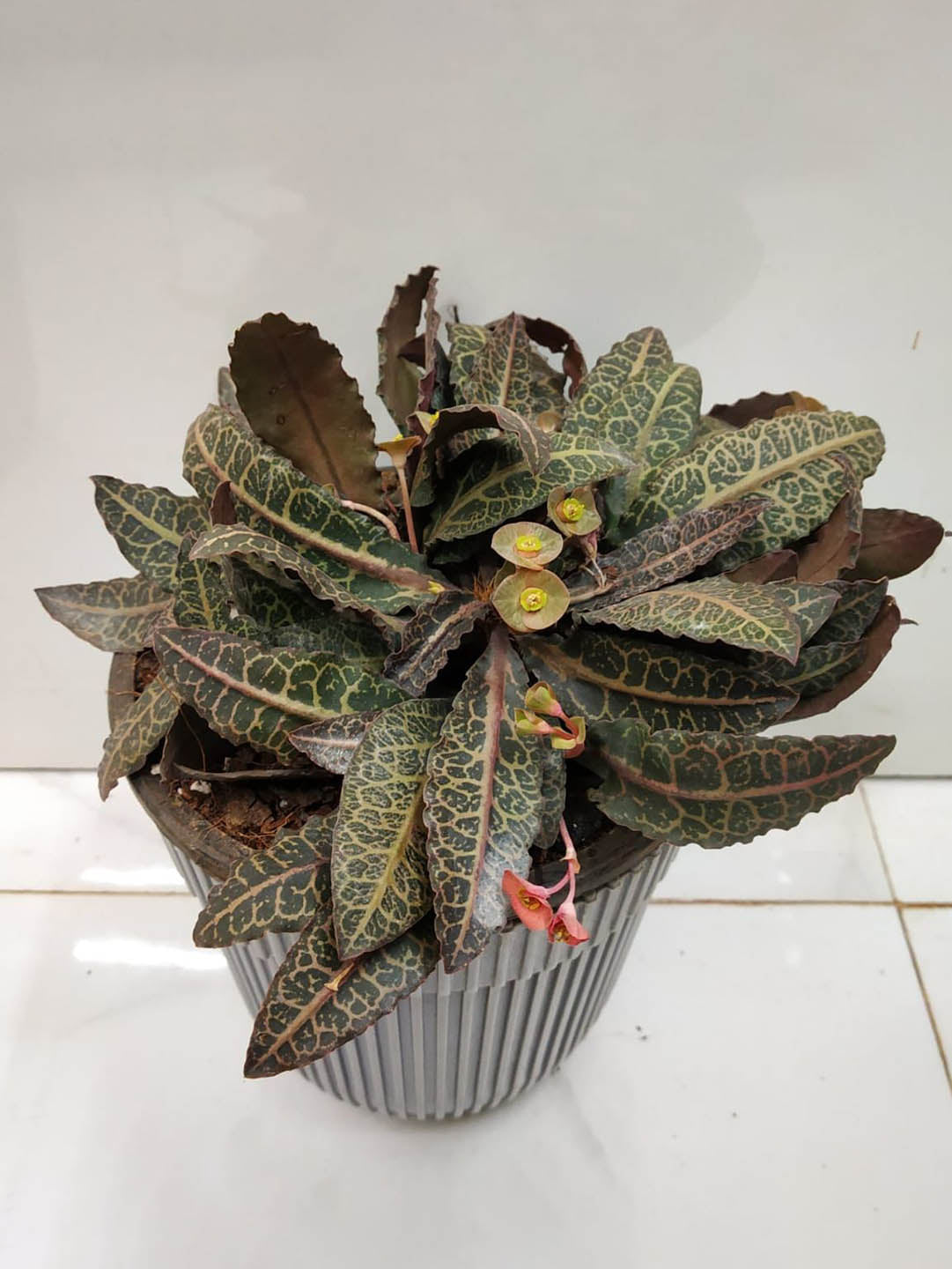 Euphorbia Francoisii Brown Sugar 