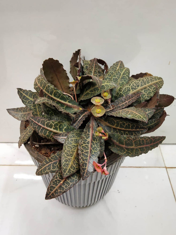 Euphorbia Francoisii Brown Sugar 
