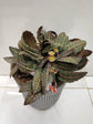 Euphorbia Francoisii Brown Sugar 