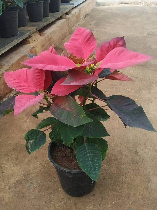 Euphorbia Pulcherrima Pink Plant or Euphorbia Poinsettia, Poinsettia with Pink and Green coloured leaves and Yellow coloured flower 