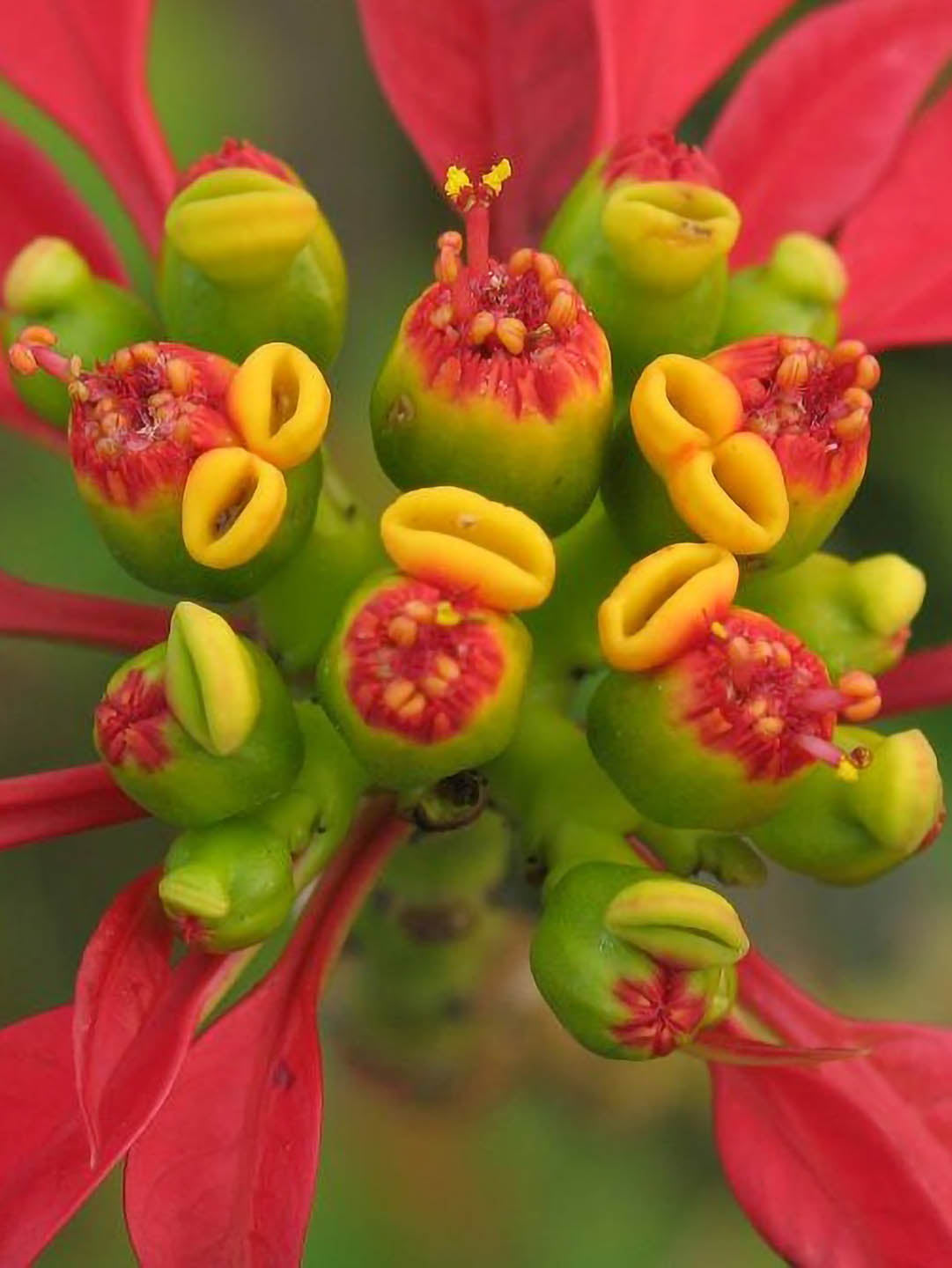 Euphorbia Pulcherrima Pink 