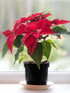 Euphorbia Pulcherrima Red Plant or Euphorbia Poinsettia, Poinsettia with Red and Green coloured leaves and Yellow coloured flower 