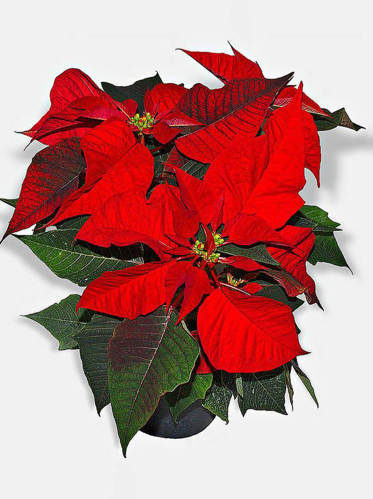 Euphorbia Pulcherrima Red 