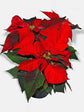Euphorbia Pulcherrima Red 