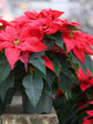 Euphorbia Pulcherrima Red 