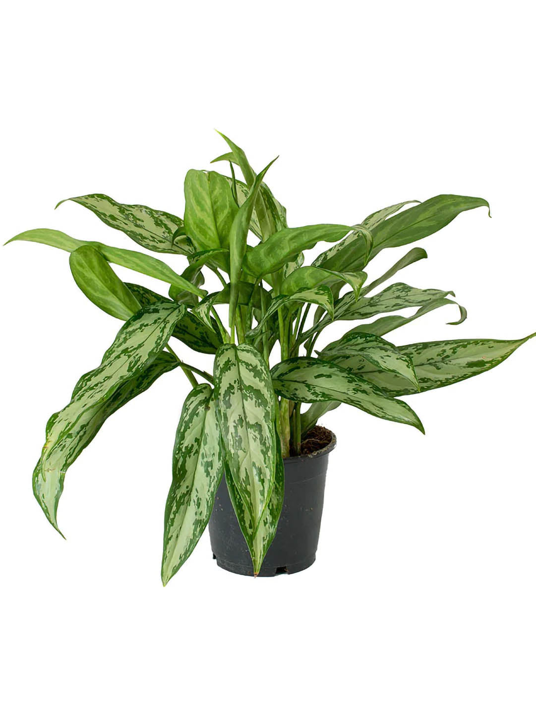 Aglaonema Silver Queen Plant or Chinese Evergreen Painted drop tongue with Dark green with silver variegation coloured leaves