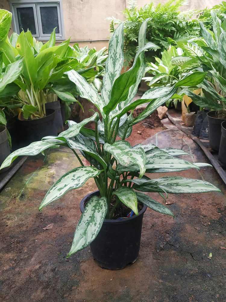 Aglaonema Silver Queen