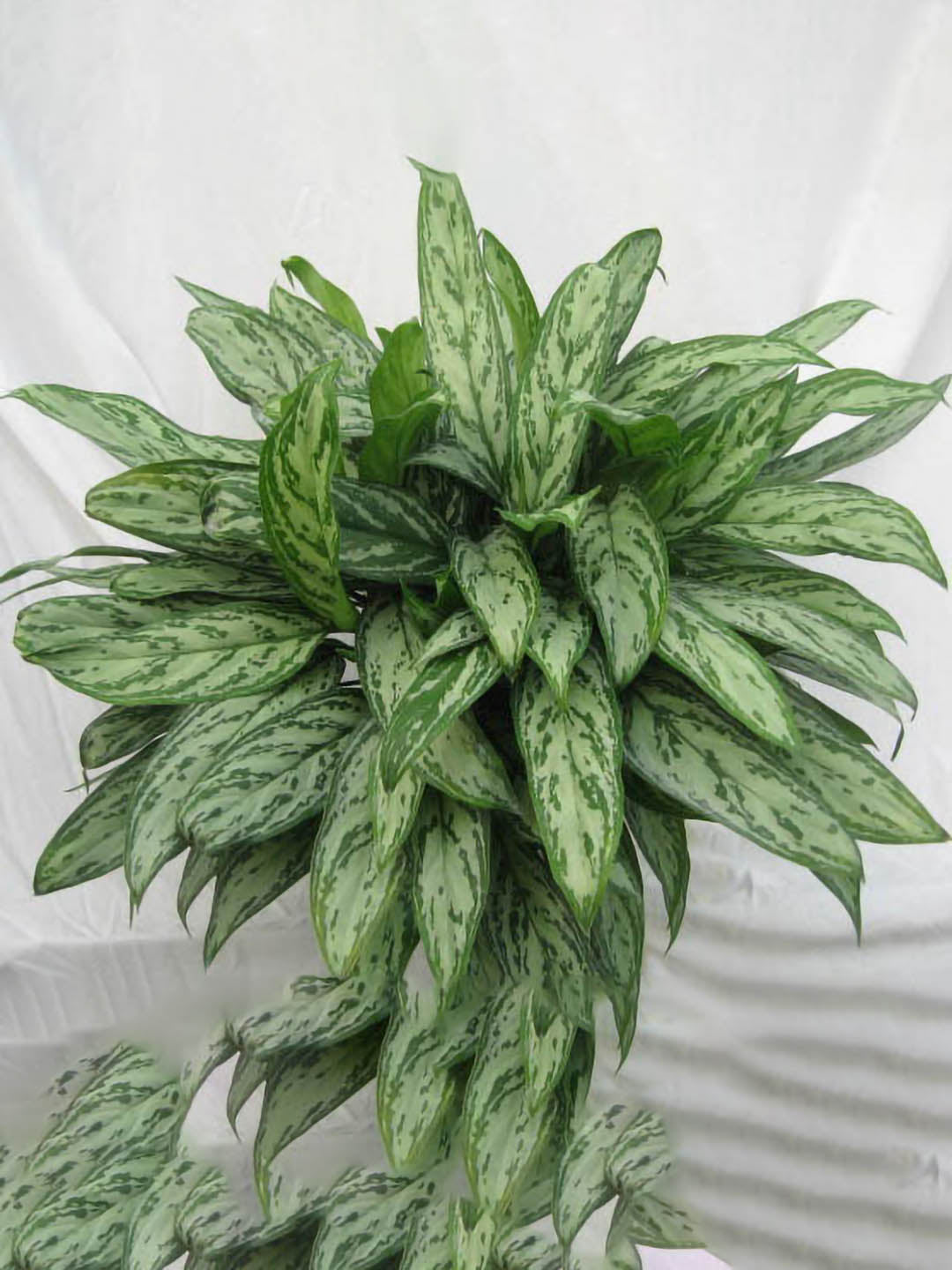 Aglaonema Silver Queen