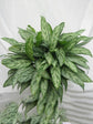 Aglaonema Silver Queen