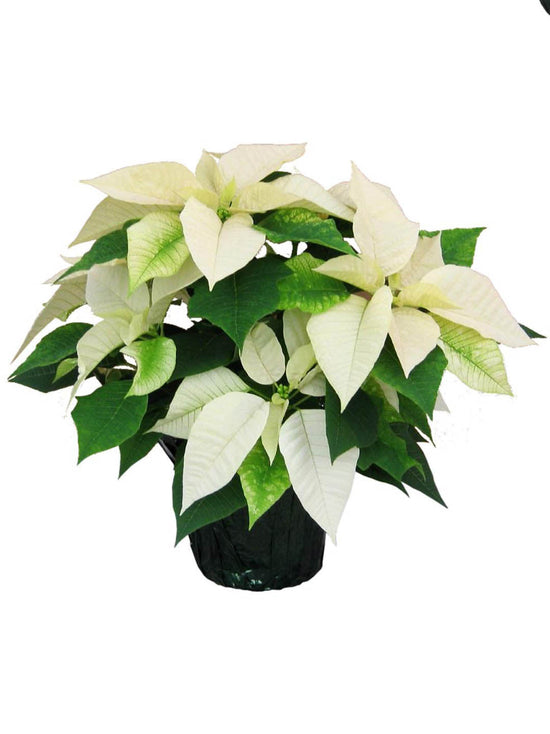 Euphorbia Pulcherrima White Plant or Euphorbia Poinsettia, Poinsettia with White and Green coloured leaves and Yellow coloured flower 