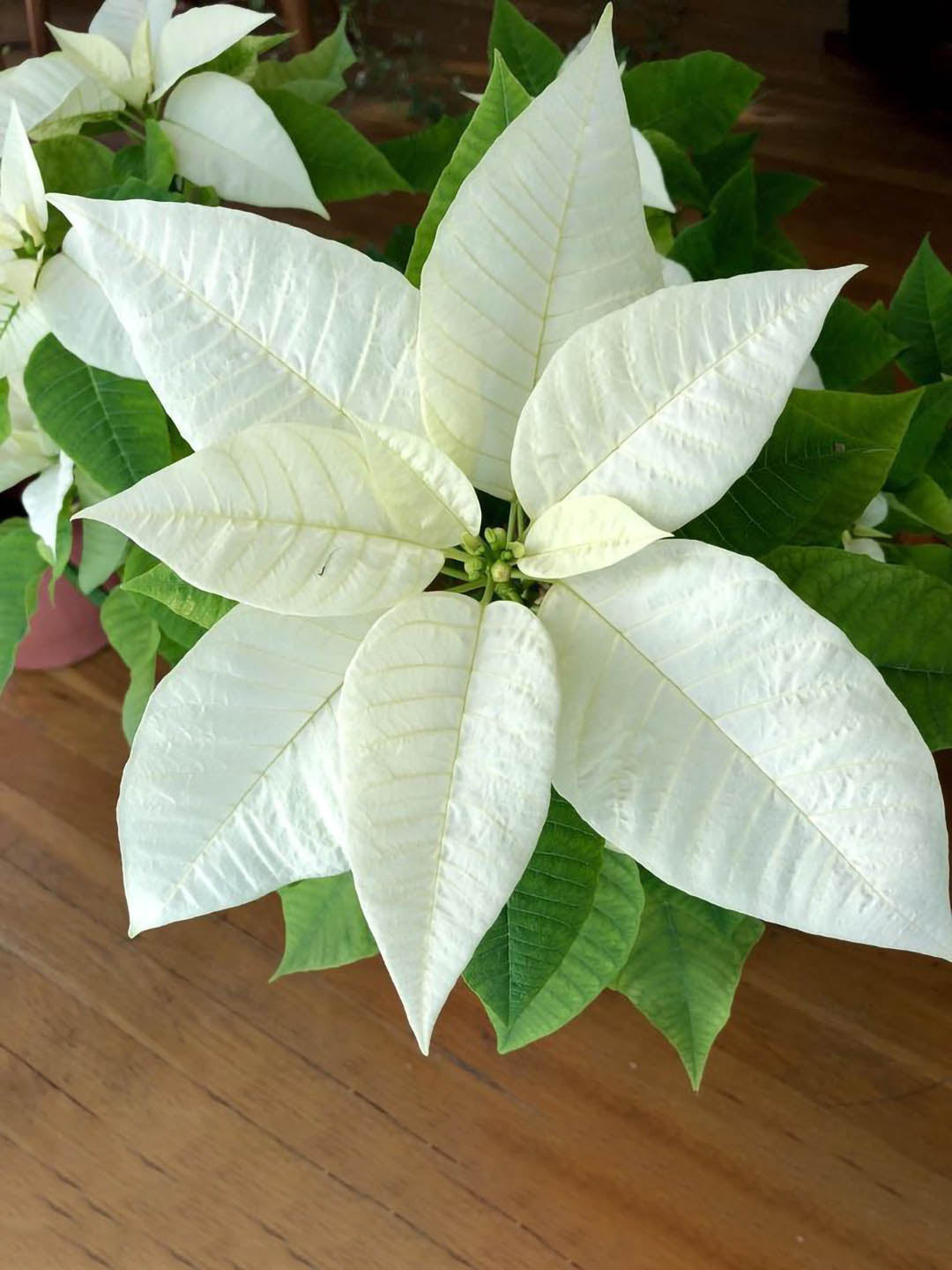 Euphorbia Pulcherrima White 