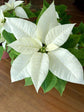 Euphorbia Pulcherrima White 