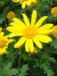 Euryops Chrysanthemoides Plant or African Bush Daisy with Green coloured leaves and Yellow coloured flower 