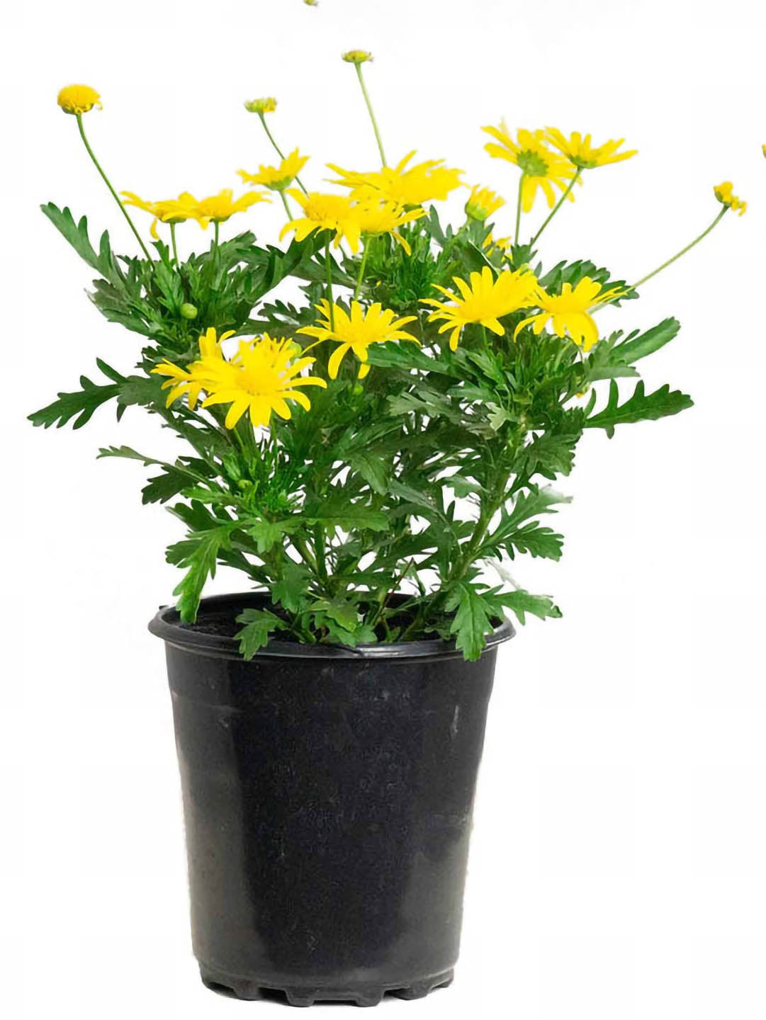 Euryops Chrysanthemoides